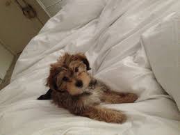Morkie Puppy This Is A Mixed Breed Yorkie And Maltese Very Cute Usually Have A Butterscotch Color Or Brown Black Gr Morkie Puppies Yorkie Poo Poodle Puppy