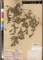 Image result for Justicia heterocarpa