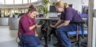 Can't afford the vet bill? Careers Jobs Waltham Petcare Science Institute