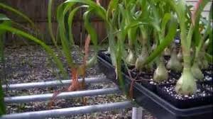 I had never heard of a pregnant onion before. Ornithogalum Longibracteatum Pregnant Onion Youtube