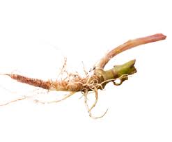 Dandelion leaves can be used in the same way as lettuce leaves. Wholesale Bulk Organic Dandelion