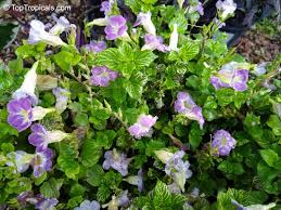 Image result for Asystasia gangetica