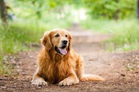 We did not find results for: Golden Retriever Dog Breed Information