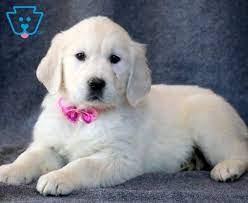 Our puppies are healthy, genetically diverse, intelligent, fun, loving and well socialized golden retrievers. English Cream Golden Retriever Puppies For Sale Puppy Adoption Keystone Puppies Golden Retriever Mini Goldendoodle Puppies Puppy Adoption
