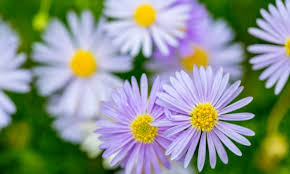 Image result for Brachycome