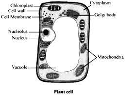 In the labeled animal cell diagram. Draw The General Diagram Of A Plant Cell And Label It Sarthaks Econnect Largest Online Education Community