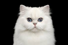 Kidney disease can be broken down into two categories management of chronic kidney disease your veterinarian will customize specific treatments for your kitty depending on how your cat feels, the. Kidney Disease Elwood Vet