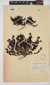 Image result for Coptosperma zygoon