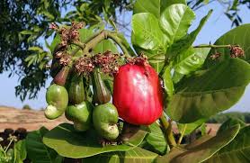 Image result for Anacardium occidentale