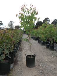 Image result for Eucalyptus tereticornis