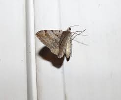 Image result for Aplocera efformata