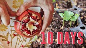 After planting, you need to know how to prune your fruit trees. How To Grow 21 Amazing Fruit Trees From Seed The Grow Network