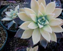 Graptopetalum (leatherpetal) is a perennial succulent plants and native to mexico and arizona. Plantfiles Pictures Graptopetalum Ghost Plant Mother Of Pearl Plant Variegata Graptopetalum Paraguayense By Thistlesifter