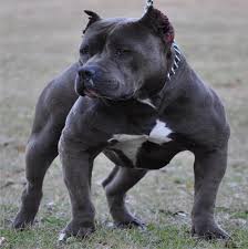 Pitbull Kopek Cizimi Kolay