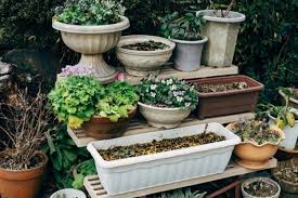 Bunga melati (outdoor) sumber gambar: 5 Tanaman Indoor Dan Outdoor Yang Dipercaya Bawa Untung