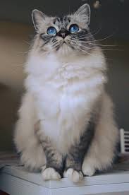 The middle layer is called awn hair which is not as long but is generally thicker and softer than the outer coat. The Birman Also Called The Sacred Cat Of Burma Is A Domestic Cat Breed The Birman Is A Long Haired Colorpointed Cat Tabby Cat Cat Breeds Cats And Kittens