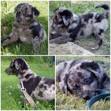 Check spelling or type a new query. Pin By Jessica Dussouy On Miscellaneous Must Haves Australian Shepherd Lab Mix Dog Obsessed Puppies