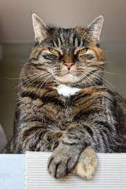 转换 rub 为 cny 货币: ä¸–ç•Œä¸Šæœ‰ä¸¤ç§çŒ« ä¿„ç½—æ–¯çš„çŒ« å'Œå…¶ä»–çŒ« çŸ¥ä¹Ž