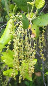 Image result for Quercus suber