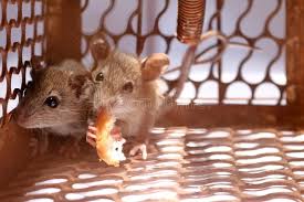 A Little Mouse With Bread In The Rat Trap With White Background Ad Rat Bread Mouse Background White Ad Rat Traps Animals Rats