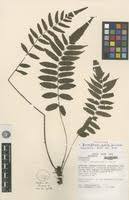 Image result for Pneumatopteris afra