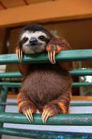 15 Unbearably Cute Sloth Pics To Celebrate The International Sloth Day Bored Panda Cute Animals Happy Animals Baby Animals