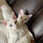 Kitties for Sale Now - Khao Manee Cats