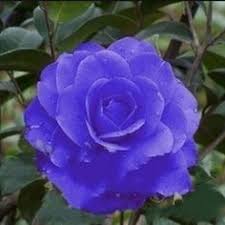 Pin By Hasreta Z On Blue Flowers Camellia Flower Flowers Flower Pictures