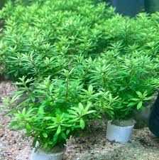 Image result for Limnophila