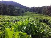 A Tea Farm in Coffee Land Colombia