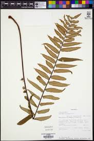 Image result for Pellaea doniana