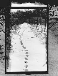 35mm Black And White Film Photography Footprints In Snow Print Black White 35mm Film Photography Nature Garden Winter Glossy Film Photography 35mm Fine Art Photo Prints Winter Photography