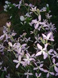 The Fragrant Path Fragrant Plant Moon Garden Fragrant Flowers