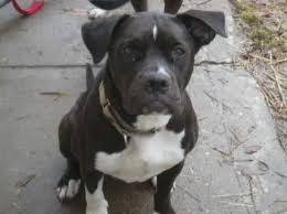 Advice from breed experts to make a safe choice. Boxer Puppies For Sale Pittsburgh Pa