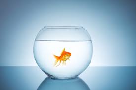 The Therapeutic Benefits Of Having A Pet Fish – Mental Health Association  In Delaware
