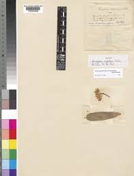 Image result for Pachycarpus firmus