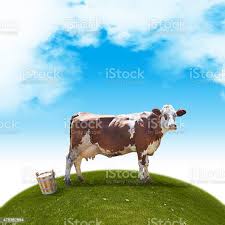 Foto De Simmental Vaca Marrom De Madeira Com Um Vaso De Leite E Mais Fotos De Stock De Femea De Mamifero Istock