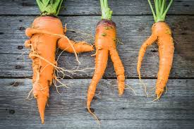 Check spelling or type a new query. Common Problems With Carrot Roots