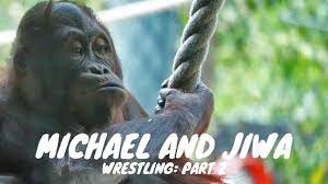 Digital Safari: Videos | Phoenix Zoo