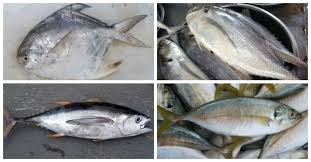 Jom kita lihat dan teliti senarai makanan dalam pantang yang boleh dan tak boleh diamalkan ketika berpantang. Tak Sangka Rupanya 5 Jenis Ikan Ini Dikatakan Penyebab Gatal Dan Angin Badan