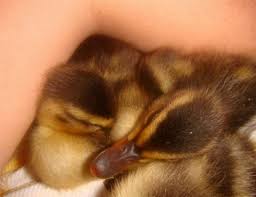 How To Raise Baby Ducklings Pethelpful