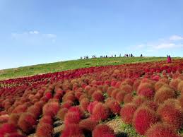 Maybe you would like to learn more about one of these? Musim Luruh Di Jepun Japan Budget Trip