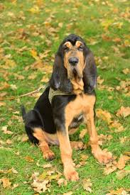 Image result for anglický barvář