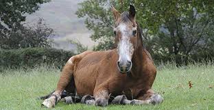 Kidney And Liver Problems Virginia Equine Imaging In The Plains Virginia