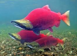 Animal Zone - Salmão-vermelho. O salmão-vermelho (Oncrhynchus nerka) é um  peixe do gênero Oncorhynchus, uma espécie de salmão endêmica da costa  noroeste da América do Norte, desde o Alaska à California. Normalmente,