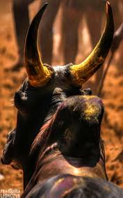 Jallikattu is an event in which a bull such as the anbu is forced to marry karuppan after he tames her brother's bull in jallikattu. Jallikattu Or Sallikkattu Also Known As Eru Thazhuvuthal And Manju Virattu Is A Traditional Spectacle In Which A Bo Bull Pictures Bull Images Bull Painting