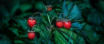 Image result for Wild Strawberry 1990 Tracer