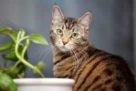 Tabby is not a breed of cat, but a set of distinguishing characteristics that can appear in many different breeds and colors. Tabby Cats Coat And Gender 4 Myths 6 Facts Faqcats Com