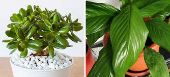 Allow the surface of the rubber tree's soil to dry out in between watering. 10 Plants With Waxy Leaves