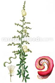 Image result for Pithecellobium dulce